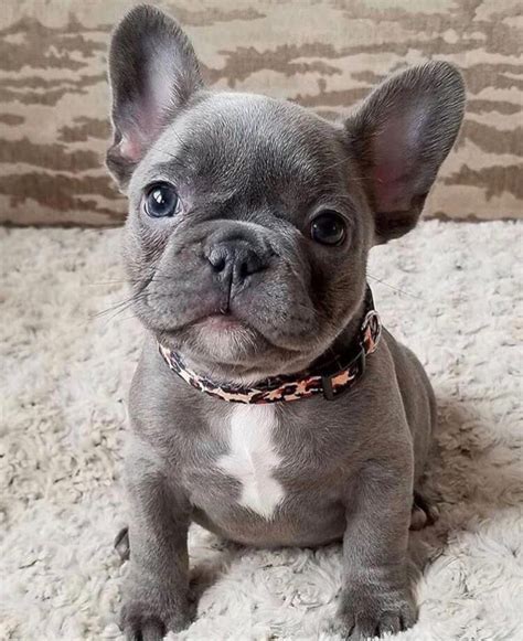 why are french bulldogs called.